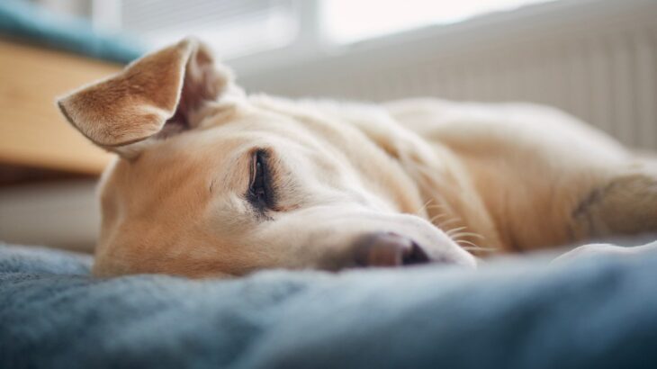 犬が飼い主の前で『寝たフリ』をする理由4つ　考えられる愛犬の本音や注意点まで(ブログ)