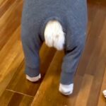 母が犬のために『ピチピチの服』を買った結果→『似合うかな』と思って着せてみると…予想外な光景が21万再生「おじいちゃん？」「たまらんｗ」(ブログ)
