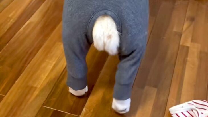 母が犬のために『ピチピチの服』を買った結果→『似合うかな』と思って着せてみると…予想外な光景が21万再生「おじいちゃん？」「たまらんｗ」(ブログ)