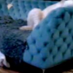 『ウチの大型犬、中身は人間かもしれない…』留守番中のワンコをカメラで確認した結果→衝撃的な光景が191万再生「背中にチャックある？ｗ」(ブログ)