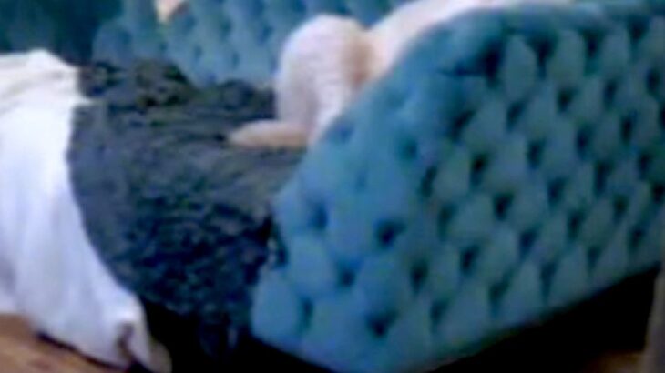 『ウチの大型犬、中身は人間かもしれない…』留守番中のワンコをカメラで確認した結果→衝撃的な光景が191万再生「背中にチャックある？ｗ」(ブログ)