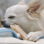 犬が『喉に詰まらせやすい』危険なモノ５選　誤食させないための対策まで(ブログ)