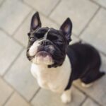 『無駄吠えしにくい犬種』4選　落ち着いたワンコの特徴や吠えさせないためにできることまで(ブログ)