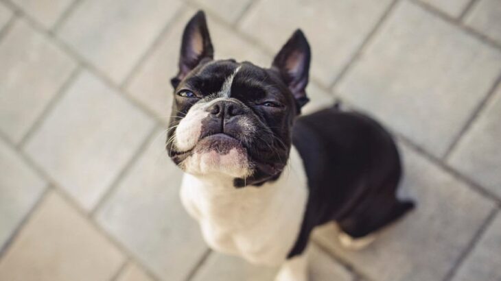 『無駄吠えしにくい犬種』4選　落ち着いたワンコの特徴や吠えさせないためにできることまで(ブログ)