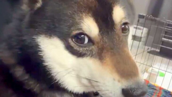 ずっと膝の上で震えている犬→心配で病院を受診した結果…斜め上すぎる『診断結果』が204万表示「抱きしめたい」「理由が可愛すぎるｗ」と絶賛(ブログ)