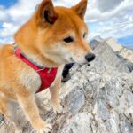 山登りを『2匹の柴犬』と一緒にした結果→頂上に立った瞬間…『本能が目覚めてしまう光景』が21万再生「狩りの目してる」「体力が凄い」と称賛(ブログ)