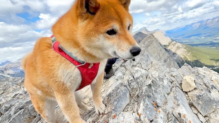 山登りを『2匹の柴犬』と一緒にした結果→頂上に立った瞬間…『本能が目覚めてしまう光景』が21万再生「狩りの目してる」「体力が凄い」と称賛(ブログ)