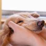 犬は飼い主に嘘をつくことがある？愛犬が隠しごとをしているときにみせる行動まで(ブログ)