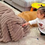 片付けをしない1歳の女の子→『片付けおばけ』が現れ、大型犬を吸い込んでしまい…愛おしい『反応』が14万再生「最高の家族」「影響すごいｗ」(ブログ)