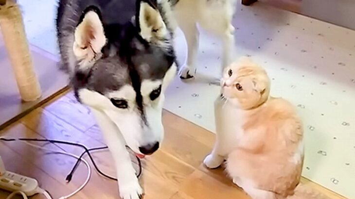 大型犬が『構ってモードの猫を無視した』結果→次の瞬間…ブチギレた『連続猫パンチ』が1079万再生「犬優しすぎる」「爪たてないの偉いｗ」(ブログ)