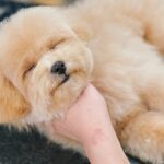 トリミングでイヤイヤする犬→途中でスイッチが切れてしまい…まさかの『突然眠りに落ちる光景』が尊いと反響「赤ちゃんすぎる…」「たまらん」(ブログ)