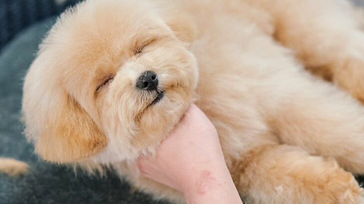 トリミングでイヤイヤする犬→途中でスイッチが切れてしまい…まさかの『突然眠りに落ちる光景』が尊いと反響「赤ちゃんすぎる…」「たまらん」(ブログ)
