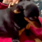 犬を飼うのに大反対していた母→反対を押し切り、お迎えした結果…嘘のような『まさかの光景』に反響「こうなるよねｗ」「幸せそうで羨ましい」(ブログ)