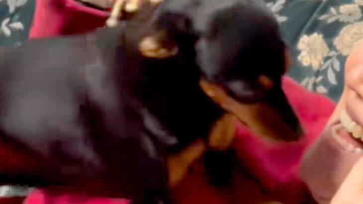 犬を飼うのに大反対していた母→反対を押し切り、お迎えした結果…嘘のような『まさかの光景』に反響「こうなるよねｗ」「幸せそうで羨ましい」(ブログ)