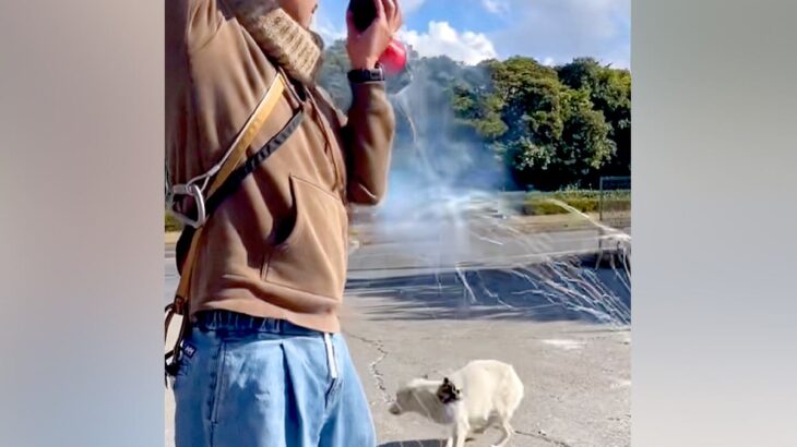 『ごめん、絶対に…』一度捕り逃した野犬→必死に逃げようとして…涙腺崩壊する『逃亡の理由』が100万再生「泣く」「真似できることじゃない」(ブログ)