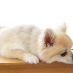 犬が『痛みを我慢している』サイン5選　異変に気づくために飼い主がすべき対応とは？(ブログ)