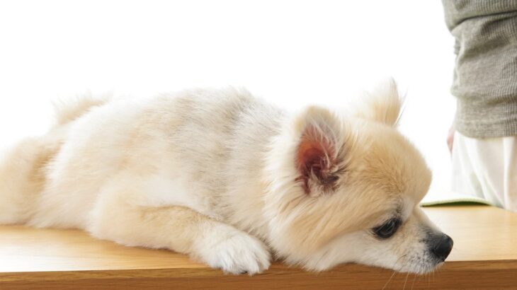 犬が『痛みを我慢している』サイン5選　異変に気づくために飼い主がすべき対応とは？(ブログ)