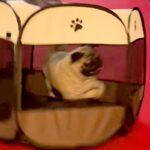 犬のために『折り畳みサークル』を導入した結果…思っていたのと違う『衝撃的な使い方』が65万再生「前世ハムスター？ｗｗ」「意味なくて草」(ブログ)