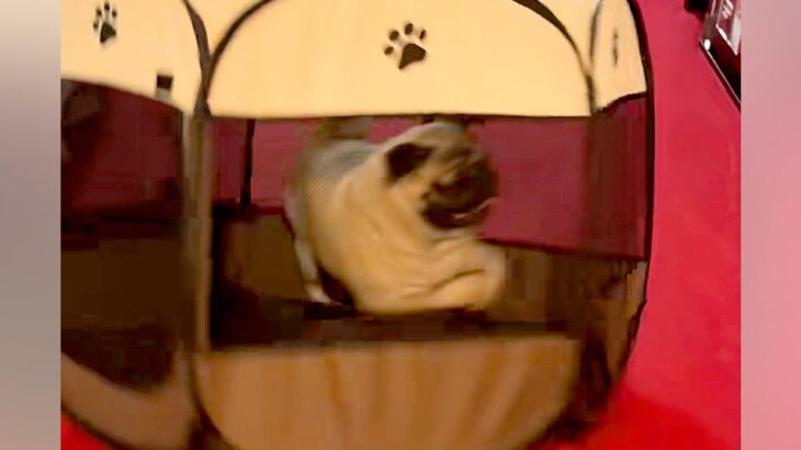 犬のために『折り畳みサークル』を導入した結果…思っていたのと違う『衝撃的な使い方』が65万再生「前世ハムスター？ｗｗ」「意味なくて草」(ブログ)