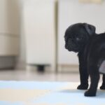 犬を『あだ名』で呼んではいけない理由3選　考えられるデメリットや名付けのコツまで(ブログ)
