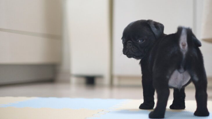 犬を『あだ名』で呼んではいけない理由3選　考えられるデメリットや名付けのコツまで(ブログ)