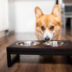 犬が短命になる『ご飯の与え方』5選　今すぐ改善すべきタブー行為や必要な配慮まで(ブログ)