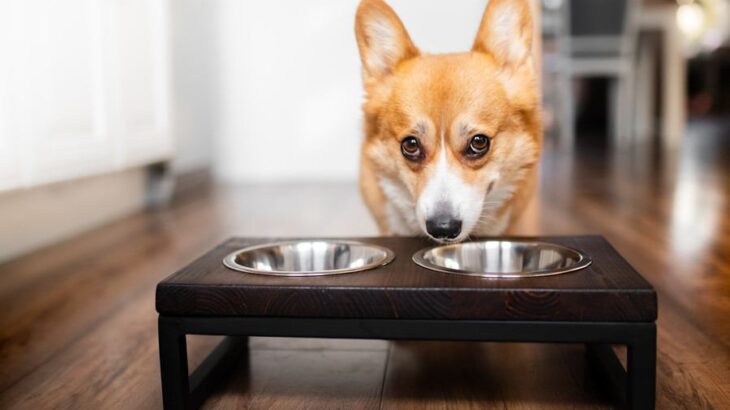 犬が短命になる『ご飯の与え方』5選　今すぐ改善すべきタブー行為や必要な配慮まで(ブログ)