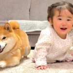 ハイハイをする1歳の女の子→見ていた柴犬が、負けじと…まさかの『微笑ましい攻防戦』が28万再生「世界一平和なレース」「言葉わかってる」(ブログ)
