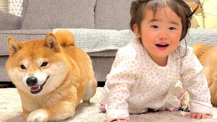 ハイハイをする1歳の女の子→見ていた柴犬が、負けじと…まさかの『微笑ましい攻防戦』が28万再生「世界一平和なレース」「言葉わかってる」(ブログ)
