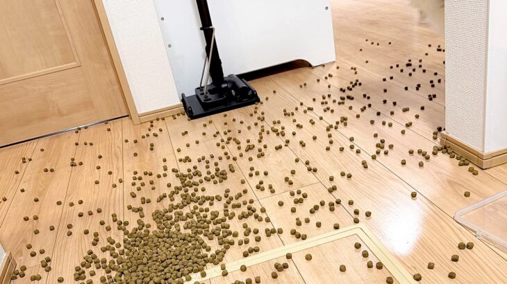 ドッグフードを床にこぼしてしまった結果→深呼吸で落ち着こうとしたら…犬の『正直すぎる表情』に6万いいね「準備してて草」「やる気満々ｗ」(ブログ)