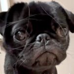 可愛らしい顔の犬を撮影→『足』を見てみると…無加工とは思えない『衝撃的な長さ』が100万再生「スタイル良すぎｗｗ」「全女子が憧れる」(ブログ)