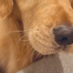 なぜか『大切にしていた化粧品が壊れていた』ので、大型犬の顔を見てみたら…わかりやす過ぎる『表情』に7万いいね「目がｗｗ」「黙秘権行使」(ブログ)