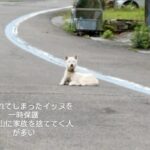 『うちの犬を捨てた人へ』女性が”山で捨てられた犬”を発見→飼い主を待ち続けて…衝撃の出会いと結末が94万表示「なんて優しい人」「幸あれ」(ブログ)