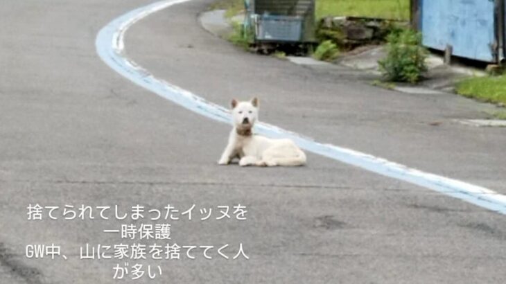 『うちの犬を捨てた人へ』女性が”山で捨てられた犬”を発見→飼い主を待ち続けて…衝撃の出会いと結末が94万表示「なんて優しい人」「幸あれ」(ブログ)