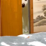 『犬と一緒に寝る約束』をした飼い主→先に寝てたら、気付かれて…わかりやす過ぎる『ふてくされた表情』が54万再生「顔がｗｗ」「もはや人間」(ブログ)