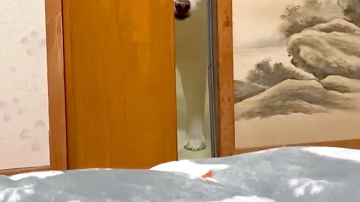 『犬と一緒に寝る約束』をした飼い主→先に寝てたら、気付かれて…わかりやす過ぎる『ふてくされた表情』が54万再生「顔がｗｗ」「もはや人間」(ブログ)