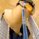 犬と一緒にホームセンターに行った結果→テンションが上がりすぎて…カート内で見せた『大暴れ』に1万いいね「落ち着いてｗ」「愛おしすぎる」(ブログ)