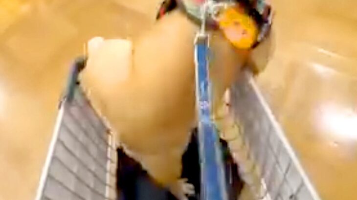 犬と一緒にホームセンターに行った結果→テンションが上がりすぎて…カート内で見せた『大暴れ』に1万いいね「落ち着いてｗ」「愛おしすぎる」(ブログ)