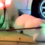 散歩後、足を洗ってもらうのを待つ3匹の秋田犬→首輪がピカピカに光り…まるで『パレードのような光景』に8万いいね「パリピで草」「愉快ｗｗ」(ブログ)