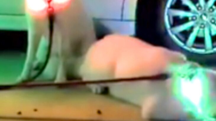 散歩後、足を洗ってもらうのを待つ3匹の秋田犬→首輪がピカピカに光り…まるで『パレードのような光景』に8万いいね「パリピで草」「愉快ｗｗ」(ブログ)