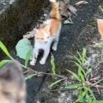 犬の散歩中、車に轢かれそうだった子猫を発見→放っておけずに連れて帰った結果…尊すぎる『現在の光景』が13万再生「愛の循環」「幸せそう」(ブログ)