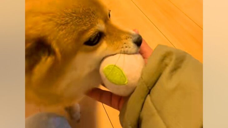 パパとママが帰ってきて大喜びする犬→『同時に呼んでみた』結果…なんだか切ない『態度の違い』が19万再生「滞在時間一瞬で草」「あるあるｗ」(ブログ)