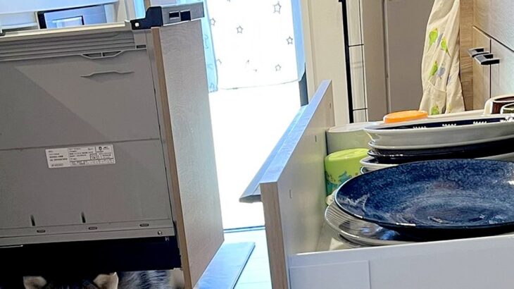 『うちの子だけ…？』冷蔵庫や食洗器を開けたら、2頭のハスキーが…共感を呼んだ『謎すぎる行動』が300万表示「猫みたいｗ」「うちもするｗ」(ブログ)