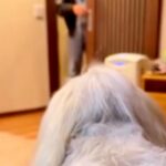 愛犬を亡くした夫婦→妻が夫に内緒で『そっくりのぬいぐるみ』を渡した結果…涙が止まらない『再会の瞬間』に反響「帰ってきたみたい」「素敵」(ブログ)
