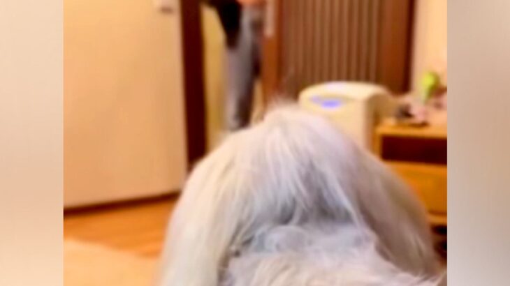 愛犬を亡くした夫婦→妻が夫に内緒で『そっくりのぬいぐるみ』を渡した結果…涙が止まらない『再会の瞬間』に反響「帰ってきたみたい」「素敵」(ブログ)