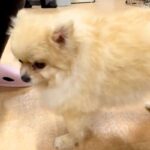 4年間、繁殖犬として酷使されたワンコ→とても寂しい顔をしていて…涙が止まらない『1年の成長の軌跡』に反響「運命の出会い」「尊すぎる」(ブログ)