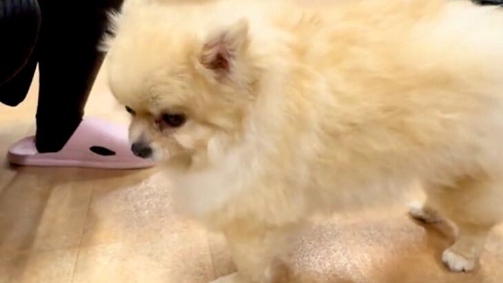 4年間、繁殖犬として酷使されたワンコ→とても寂しい顔をしていて…涙が止まらない『1年の成長の軌跡』に反響「運命の出会い」「尊すぎる」(ブログ)