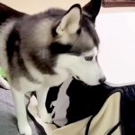 『子猫が家出した』と勘違いしたハスキー犬→大騒ぎしていたら、コタツの中で発見して…差がありすぎる『表情』が727万再生「喜怒哀楽がｗｗ」(ブログ)