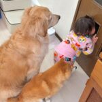 1歳の女の子と犬たちの『ぬいぐるみ』を洗濯した結果…想像以上に『絶望してしまう光景』が17万再生「みんなで待つの可愛すぎ」「大切なんだ」(ブログ)