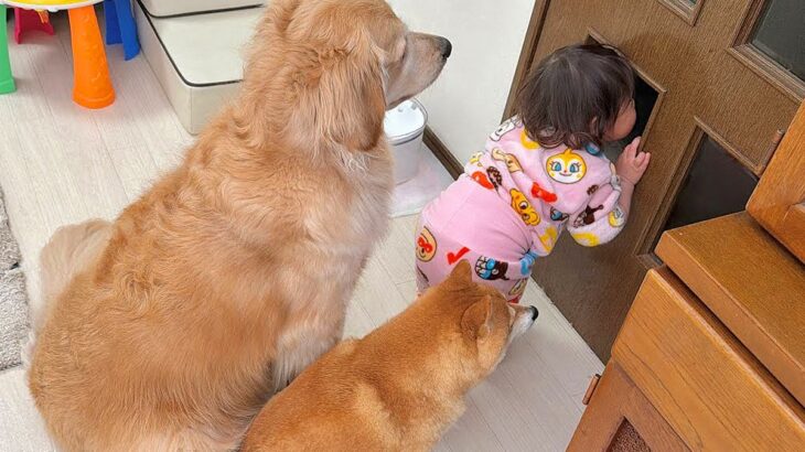 1歳の女の子と犬たちの『ぬいぐるみ』を洗濯した結果…想像以上に『絶望してしまう光景』が17万再生「みんなで待つの可愛すぎ」「大切なんだ」(ブログ)